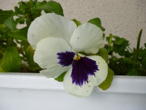P1150900