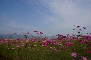 DSC08929