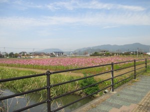 IMG_1006