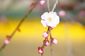 DSC00251