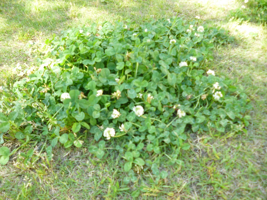 P1020950