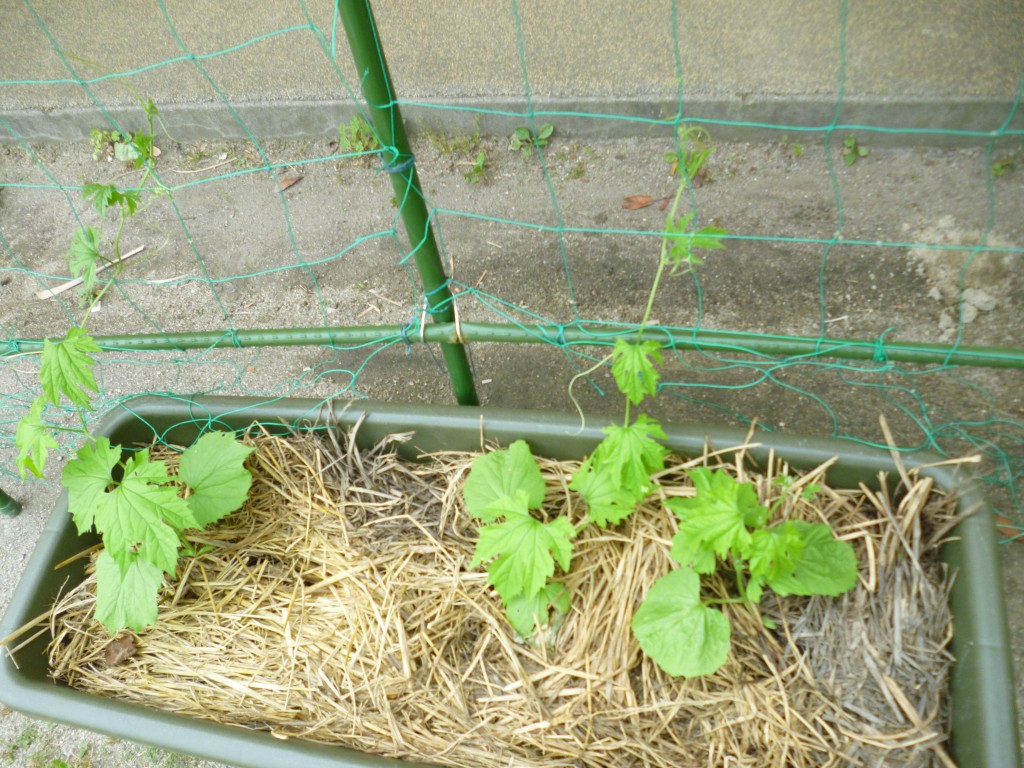 P1020997